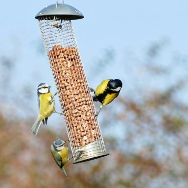 Birds Feeders